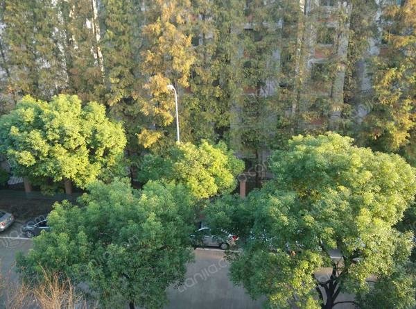 【多图】万科金色雅筑,三林租房,交通便利 配套成熟 万科精装两房出租